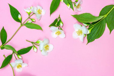 Pembe arka planda yeşil yaprakları olan parlak beyaz yasemin çiçeklerinin üst görüntüsü kopya alanı olan bir çerçeve gibi