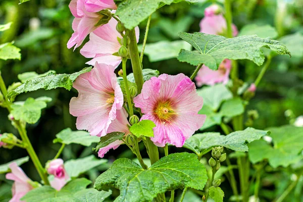 Fresh Big Pink Malva Flowers Green Leaves Background Garden Summer — Stock Photo, Image