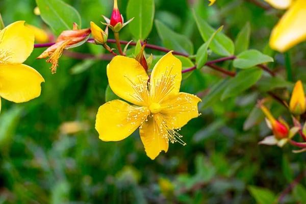 Färsk Gul Hypericum Patulum Buske Blommande Blommor Gröna Blad Bakgrund — Stockfoto