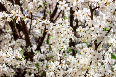 Taze beyaz çiçekler açan yeşil yapraklı Asyalı kiraz çiçekleri baharda bahçede arka planda kapanıyor..