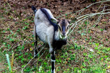 Yazın yeşil çimlerin üzerinde beyaz, gri ve kahverengi keçi uzanır..