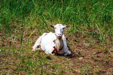 Yazın beyaz keçi yeşil çimlerin üzerine uzanır..