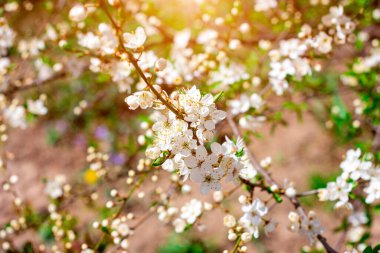 Baharda bahçede çiçek açan Asya kirazından taze beyaz çiçekler yakın..