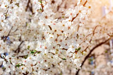 Baharda bahçede çiçek açan Asya kirazından taze beyaz çiçekler yakın..