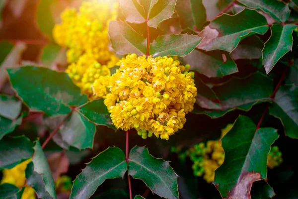 Luminoso Giallo Mahonia Aquifolium Cespuglio Fiori Sfondo Foglie Verdi Giardino — Foto Stock
