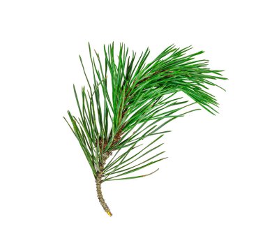 Beyaz arkaplanda izole edilmiş iğnelerle yeşil çam ağacı ladin dalının üst görüntüsü.