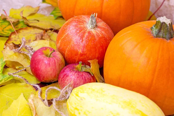 Sarı ve kahverengi sonbahar yapraklarında taze çiğ portakal kabağı hasadı. Cadılar Bayramı ve Şükran Günü geleneksel kutlama konsepti.