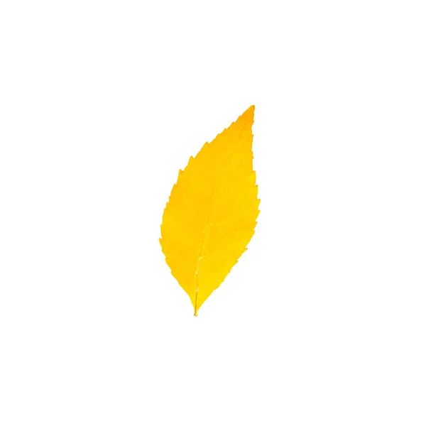 Widok Góry Jasnożółte Pomarańczowe Jesienne Liście Jesienią Dla Projektu Karty — Zdjęcie stockowe