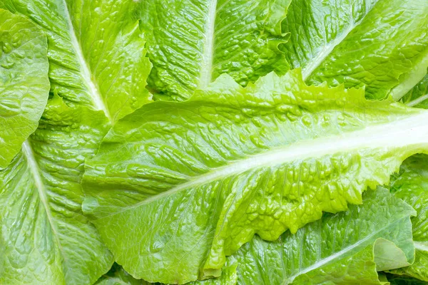 Folhas Alface Romaine Verde Cruas Frescas Para Salada Como Fundo — Fotografia de Stock