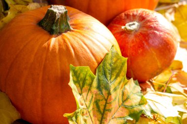 Sarı ve kahverengi sonbahar yapraklarında taze çiğ portakal kabağı hasadı. Cadılar Bayramı ve Şükran Günü geleneksel kutlama konsepti.