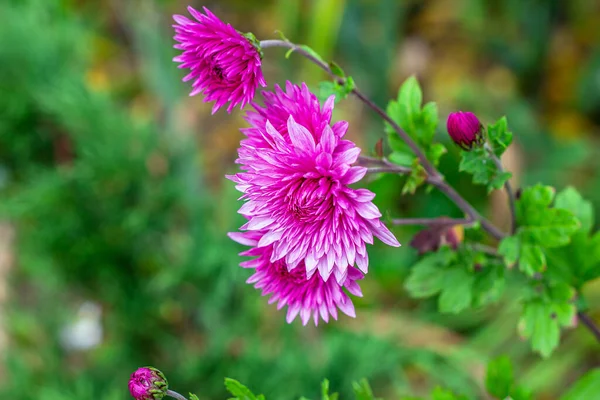 Färsk Ljus Rosa Krysantemum Blomma Trädgården Grönt Gräs Bakgrund Sommaren — Stockfoto