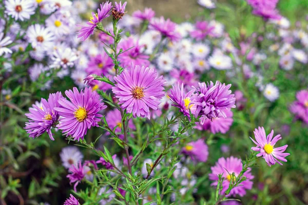 Taze Pembe Mor Paskalya Çiçeği Bahçede Yeşil Çimlerin Üzerinde Yaz — Stok fotoğraf