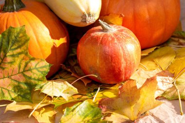 Sarı ve kahverengi sonbahar yapraklarında taze çiğ portakal kabağı hasadı. Cadılar Bayramı ve Şükran Günü geleneksel kutlama konsepti.