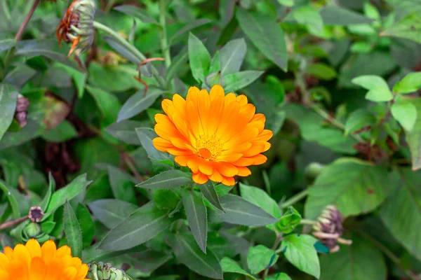 Flor Calêndula Amarela Laranja Fresca Jardim Fundo Grama Verde Verão — Fotografia de Stock