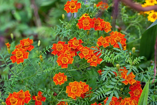 Färska Ljusa Gula Och Orange Tagetes Tenuifolia Blommor Trädgården Grönt — Stockfoto