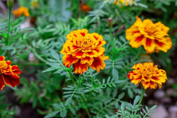 Färska Ljusa Gula Och Orange Ringblomma Tagetes Blommor Trädgården Grönt — Stockfoto