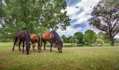 yeşil mera otlayan atlar olduğunu