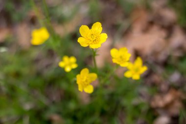 sarı çiçek çiçek bahar zaman, doğal arka plan