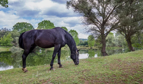 Göl önünde yeşil çayır üzerinde otlatma bir siyah at