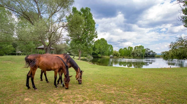Bir bulutlu mavi gökyüzü göl kenarında yukarıda Yeşil Mera üzerinde atlar