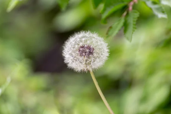 Dandelion doğal yeşil arka plana sahip bahar üzerinde