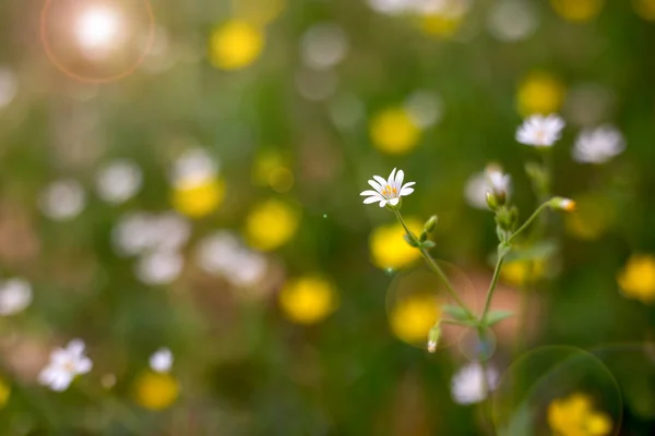 Seçici odak ve mevsimlik arka plan ağaç stitchwort, küçük beyaz çiçek