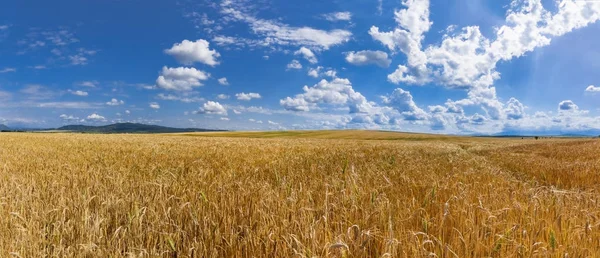 Alan altın buğday altında mavi gökyüzü ve bulutlar - panorama