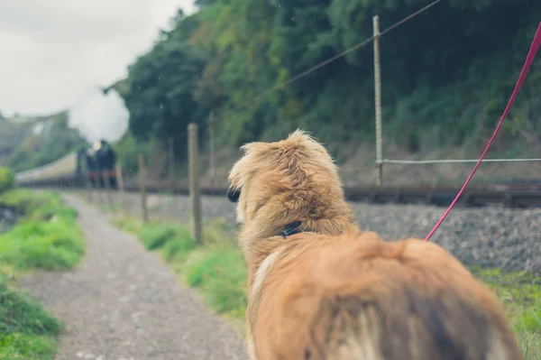 Большая Собака Смотрит Приближающийся Паровоз Вдалеке — стоковое фото