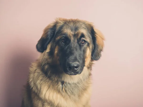 Ganska Leonberger Hunden Studio Skott Mot Rosa Bakgrund — Stockfoto