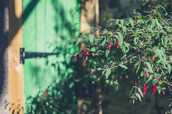 Seçici Odak Yeşil Güzel Şubeleri — Stok fotoğraf