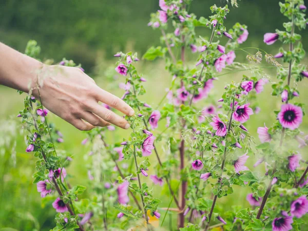 Egy Fiatal Női Kéz Megható Virágot Egy Rét Nyáron — Stock Fotó