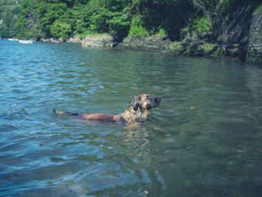 Büyük leonberger köpek bir nehirde yüzüyor