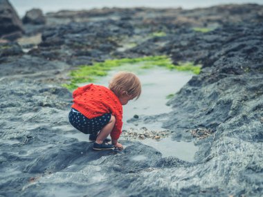 Küçük bir yürümeye başlayan çocuk deniz kenarında bir kaya havuzu keşfetmek
