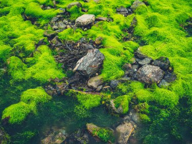 Yeşil yosun ve kayalar denizin kenarında yosun