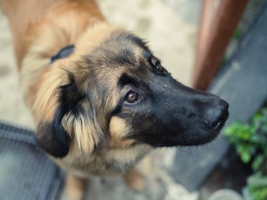 Meraklı bir genç Leonberger köpek yavrusu yüzü