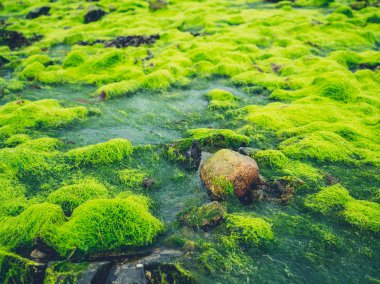 Yeşil yosun ve kayalar denizin kenarında yosun