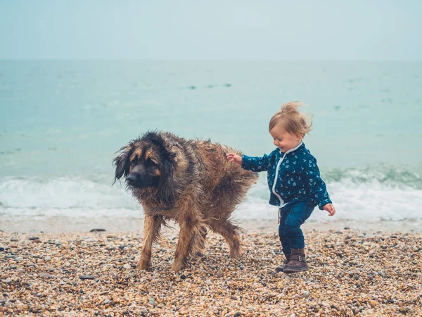 Маленький Мальчик Пляже Играет Гигантской Собакой Леонбергер — стоковое фото