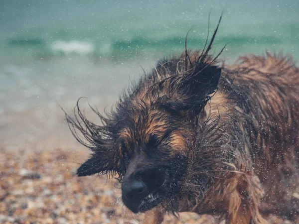 Jätte Leonberger Hunden Stranden Skakar För Att Torka Sig Själv — Stockfoto