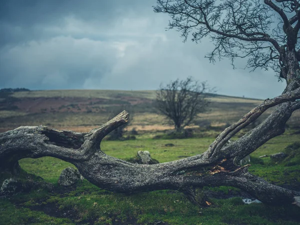 Herbst Ein Umgestürzter Baum Moor — Stockfoto