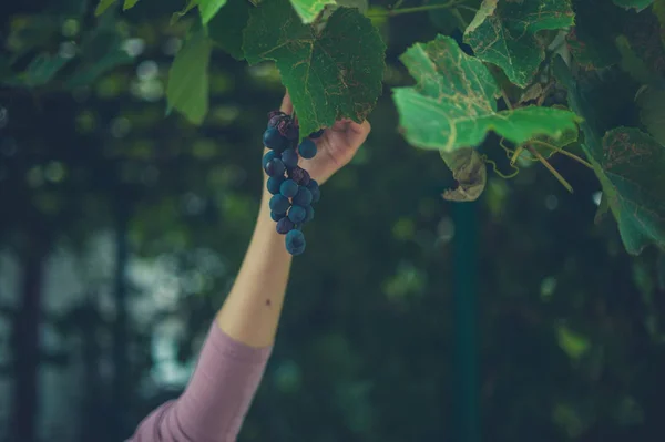 Main Une Femme Cueille Les Raisins Une Vigne — Photo