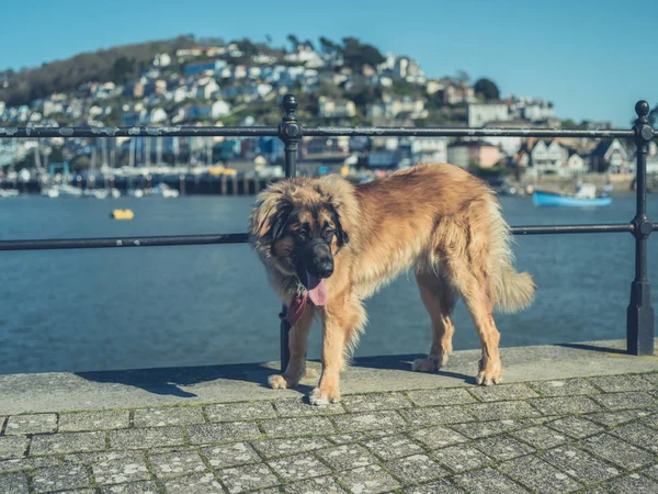 Giant Leonberger Dog Standing Railings River Small Village — Stock Photo, Image