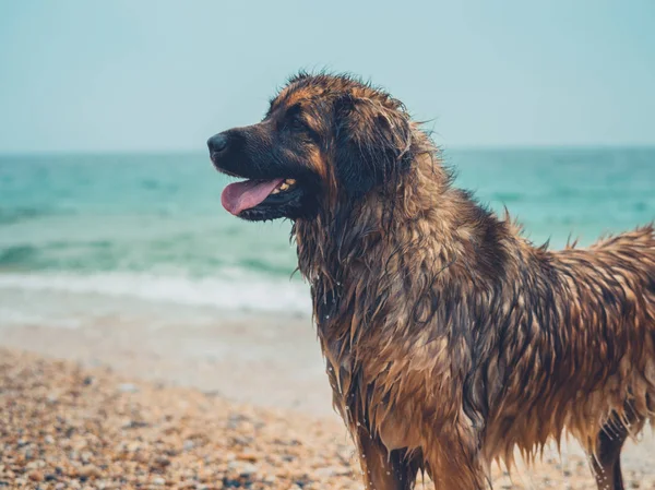 Een Gigantische Leonberger Hond Het Strand — Stockfoto