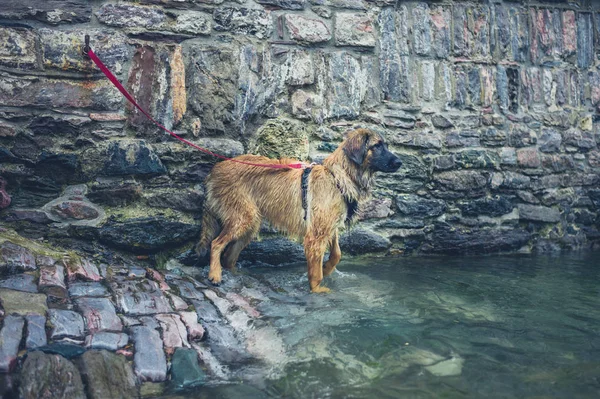 Een Hond Vastgebonden Door Rivier — Stockfoto