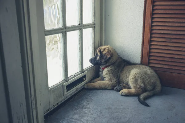 Cute Leonberger Puppy Waiting Door — Stock Photo, Image
