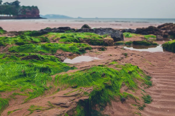 海藻とのビーチの岩 — ストック写真