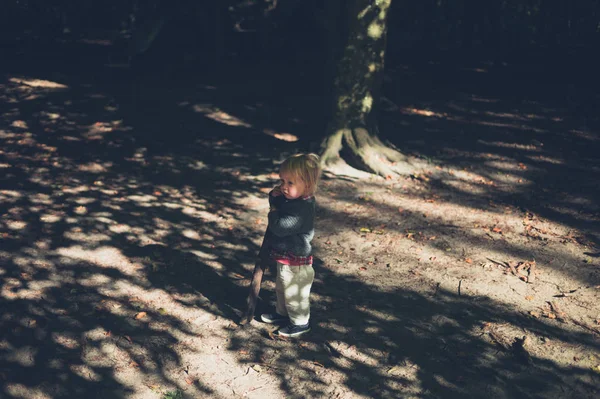 Uma Criança Pequena Está Uma Floresta Outono — Fotografia de Stock