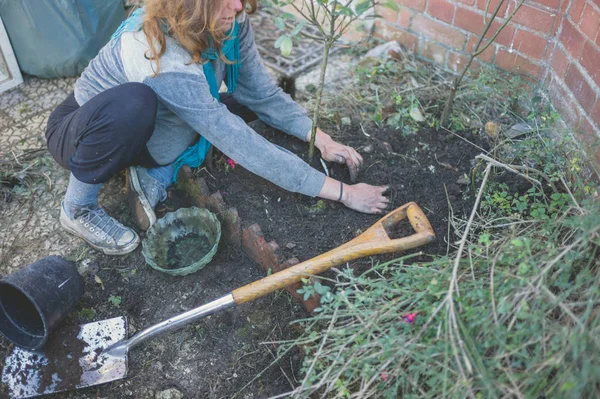 若い女性は植栽 園芸をやる — ストック写真