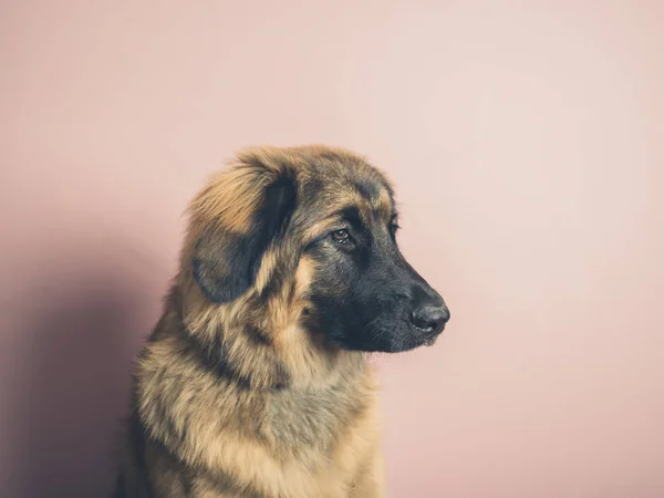 Ganska Leonberger Hunden Studio Skott Mot Rosa Bakgrund — Stockfoto