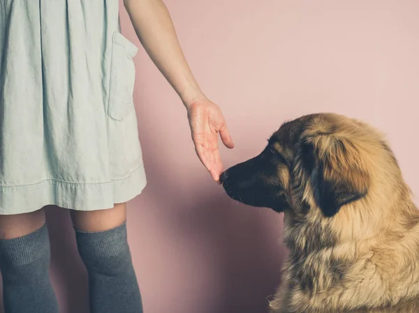 Grande Cão Leonberger Está Cheirar Mão Uma Jovem — Fotografia de Stock