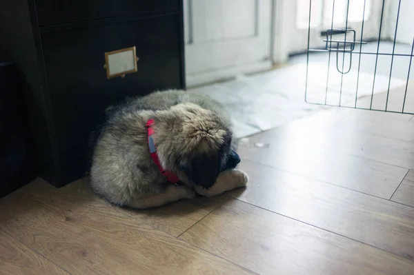 Cute Leonberger Puppy Sleeping Floor — Stock Photo, Image